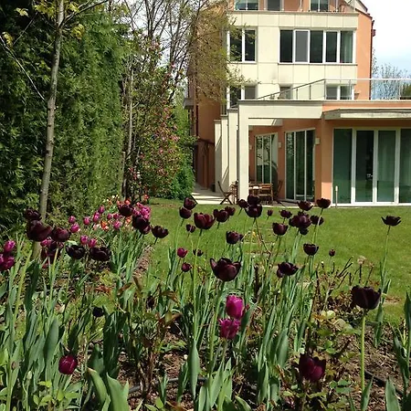 Tulips Sofia