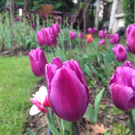 Apartment Tulips Sofia
