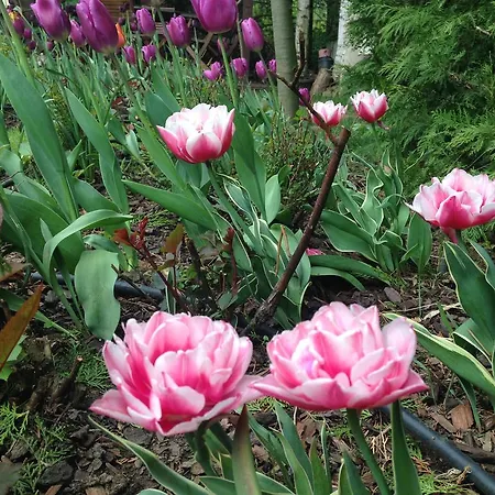 Tulips
