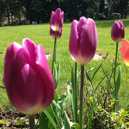 Tulips Sofia